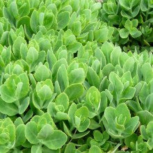 Sedum spectabile 'Iceberg'