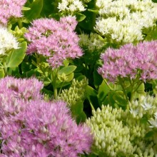 Sedum spectabile 'Iceberg'