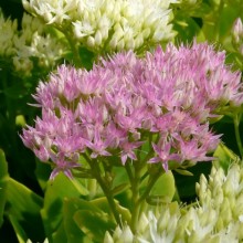 Sedum spectabile 'Iceberg'