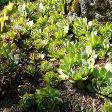 Sempervivum