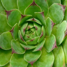 Sempervivum