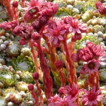 Sempervivum arachnoideum tomentosum