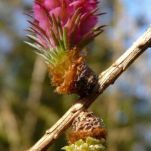 Larix decidua