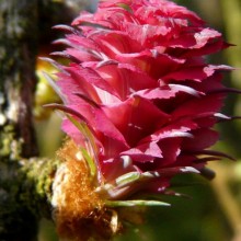 Larix decidua