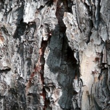 Larix decidua