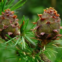 Larix decidua