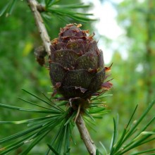 Larix decidua