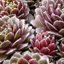 Sempervivum hybr. 'Braun Kugel'