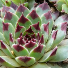 Sempervivum calcareum