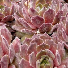 Sempervivum hybr. 'Excelens'