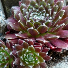 Sempervivum hybr. 'Silberkarneol'