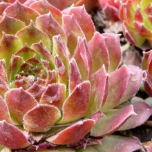 Sempervivum hybr. 'Sioux'