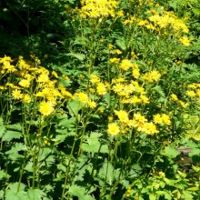 Senecio subalpinus