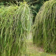 Larix decidua 'Repens' | roubovaný