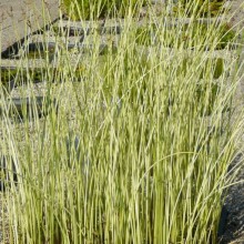 Schoenoplectus tabernaemontani 'Albescens'