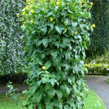 Silphium perfoliatum