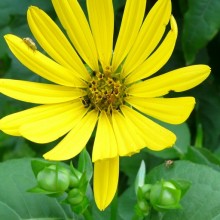 Silphium perfoliatum