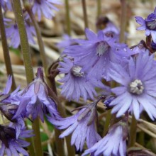 Soldanella montana