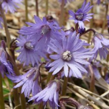 Soldanella montana
