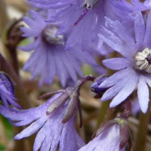 Soldanella montana