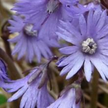 Soldanella montana