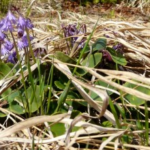 Soldanella montana