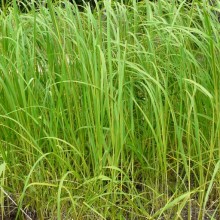 Spartina michauxiana 'Aureomarginata'