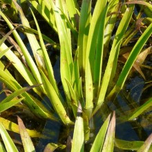 Stratiotes aloides