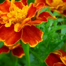 Tagetes