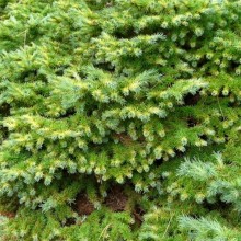 Larix kaempferi 'Wolterdingen'