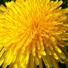 Taraxacum officinale