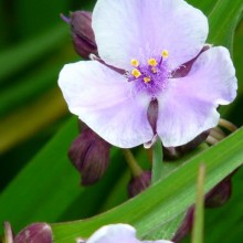 Tradescantia hybr. 'Bilberry Ice'