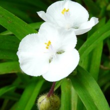 Tradescantia x andersoniana 'Eva'