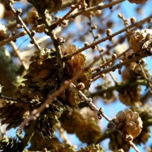 Larix olgensis