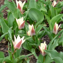 Tulipa kaufmanniana 'Ancilla'