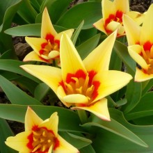 Tulipa kaufmanniana 'Corona'