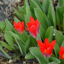 Tulipa kaufmanniana 'Scarlet Baby'