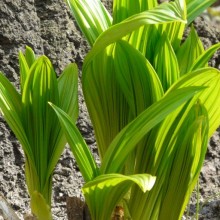 Veratrum nigrum