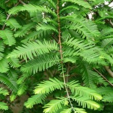 Metasequoia glyptostroboides