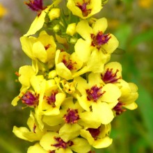 Verbascum chaixii