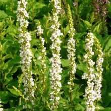 Verbascum nigrum album