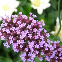 Verbena bonariensis