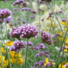 Verbena bonariensis