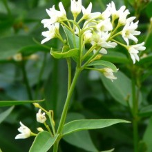 Vincetoxicum hirundinaria