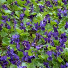 Viola odorata