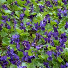 Viola odorata