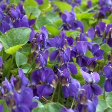 Viola odorata