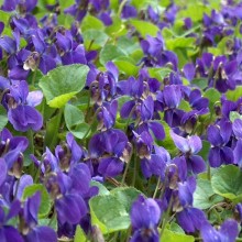 Viola odorata