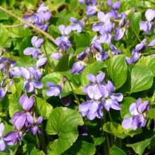 Viola odorata