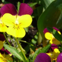 Viola cornuta 'Carpet Purple Wing Yellow'